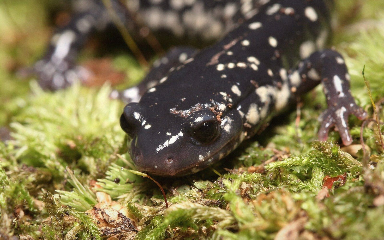 A black salamander with white spots crawls across a bed of green moss